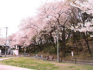 写真：桜9