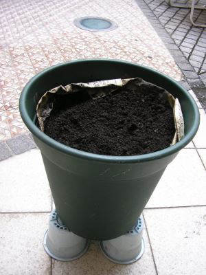 写真：生ごみたい肥が入った植木鉢