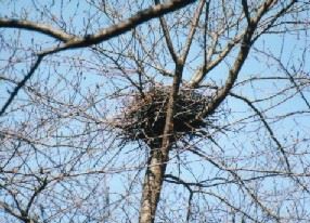写真：カラスの巣1