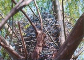 写真：カラスの巣2