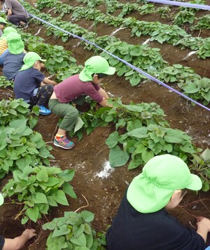写真：芋ほりをする様子