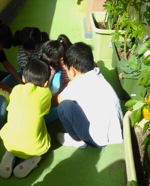 写真：さつまいもを洗っている様子