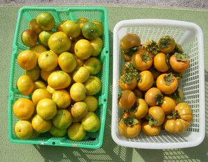 写真：収穫したみかんと柿