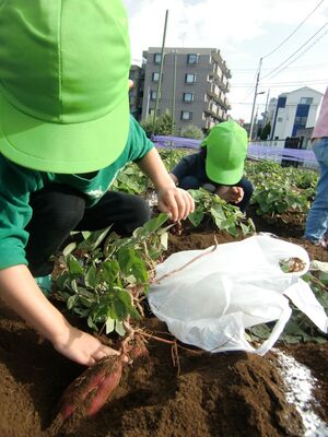 芋ほりをする様子