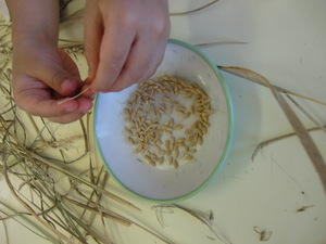 写真：収穫した稲から籾殻と玄米を分けている様子
