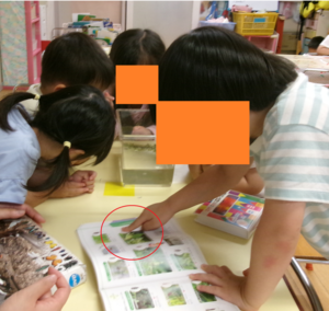 図鑑を広げて何の虫か子どもたちが探している様子です。保育園にいる虫と同じ虫を図鑑の中で見つけたようです。図鑑を一緒に見ながらヤゴが大きくなるとトンボになるんだよと子どもたちに知らせました。