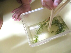 虫かごに入っているヤゴの写真です