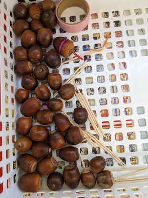 どんぐりの画像
