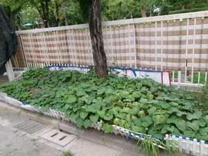 さつま芋の葉