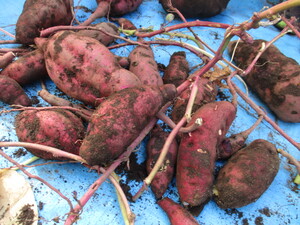 収穫したお芋たち