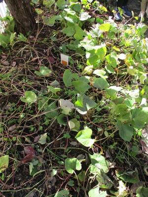 お芋のつると葉っぱ