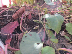 土の中から頭を出しているお芋