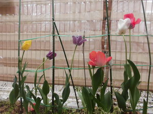 写真1