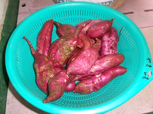 子どもたちが掘ってきたサツマイモ