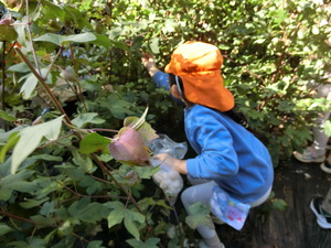 コットンを収穫する子ども