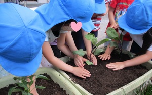 ナス、ピーマンの苗をプランターに植える子どもたち