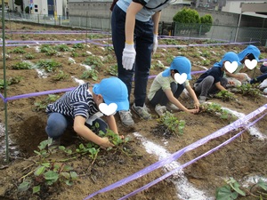 ならんで芋ほり