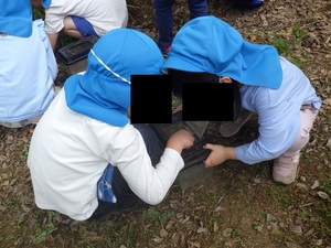 写真　虫かごに入ったカナヘビを見る子ども