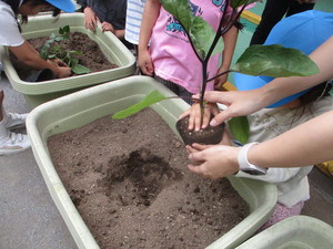 苗植えの様子