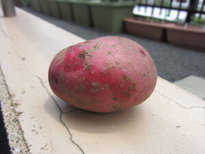 品種レッドムーンの写真です。