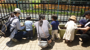 ゴーヤ苗植え