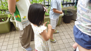 ゴーヤの収穫
