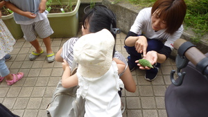 ゴーヤの収穫