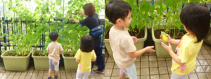 ゴーヤを収穫写真