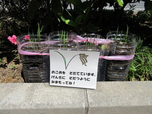 イネ