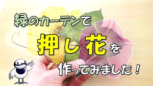 緑のカーテンで「押し花」を作ってみました！（外部リンク）