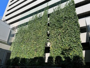 写真:緑のカーテン1