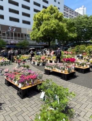 写真:たくさんの植木鉢の花1