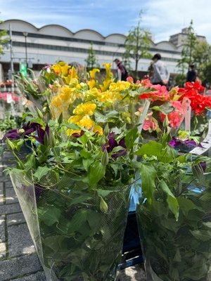 写真:たくさんの植木鉢の花2