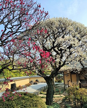 写真　日本庭園　梅