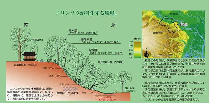 ニリンソウが自生する環境