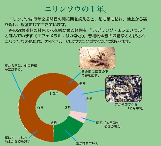 ニリンソウの1年