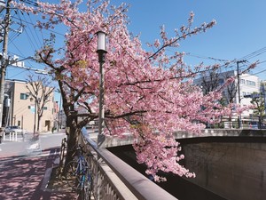 2月28日のさくら
