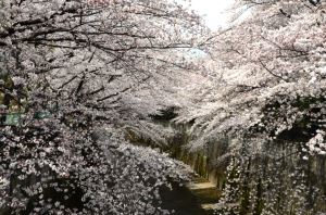 写真：桜10