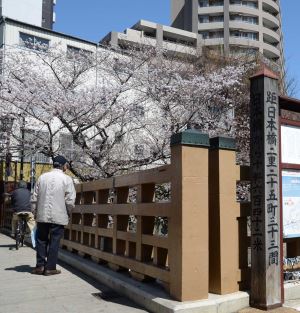 写真：桜11