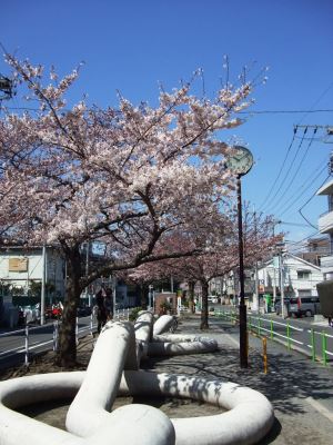 写真：桜12