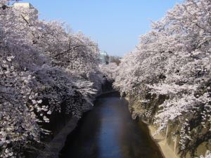 写真：桜13