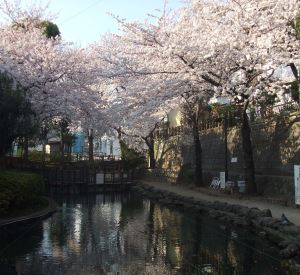 写真：桜15