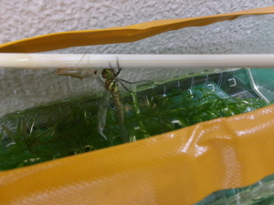 ヤゴがトンボになったよ
