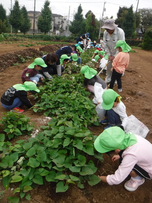芋畑で園児が芋ほり