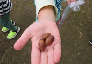 写真　どんぐり