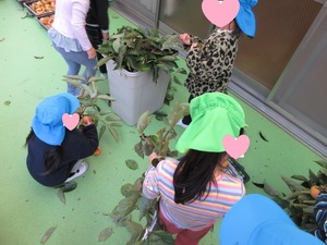 写真　柿の葉を取るお手伝いをするばんび組ときりん組