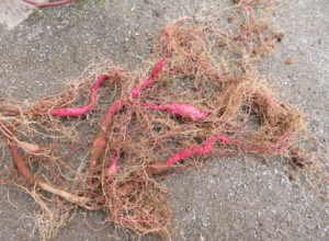 写真　収穫したさつまいも