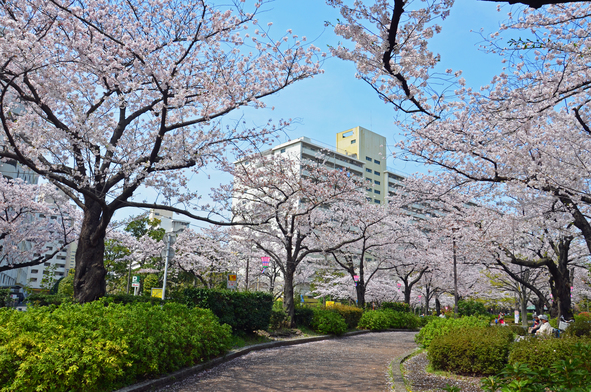 写真：前谷津川緑道