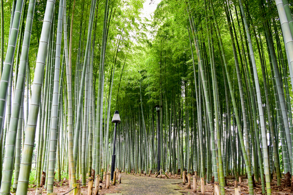 写真：竹の子公園
