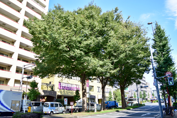 写真：五本けやき